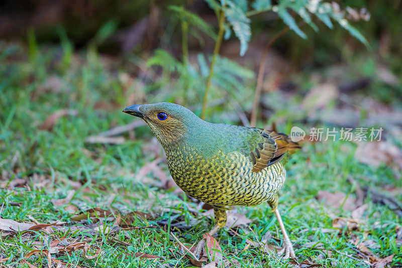 缎纹园丁鸟(Ptilonorhynchus violaceus)